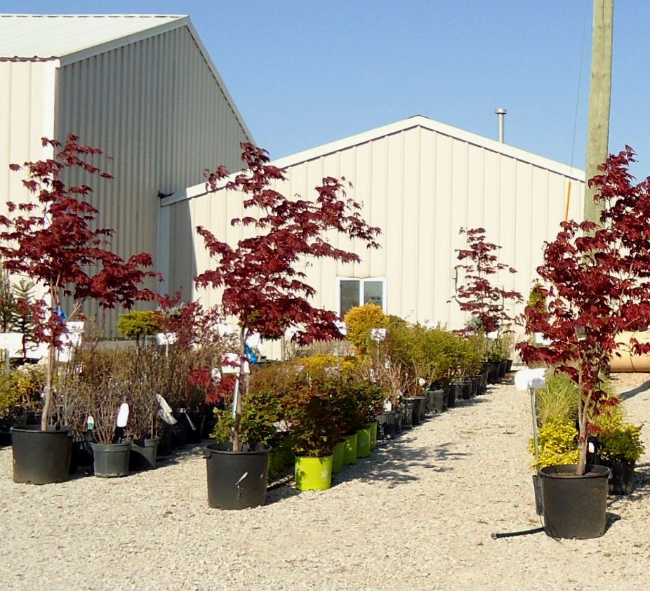 Japanese maples and shrubs lined up on the gravel sales lot at JB Landscape & Nursery